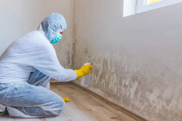 Licensed Attic Mold Removal service in Trenton, MI - WQB Mold Removal