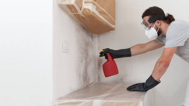 Professional Attic Mold Removal technician working in Trenton, MI