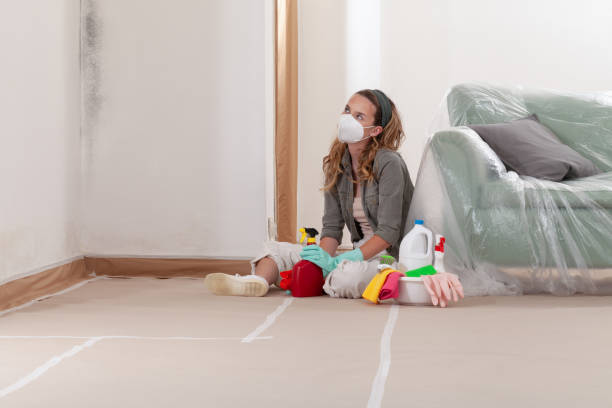 Reliable Attic Mold Removal contractor in Trenton, MI by WQB Mold Removal