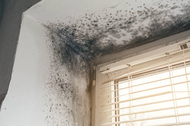 Affordable Attic Mold Removal solutions in Trenton, MI