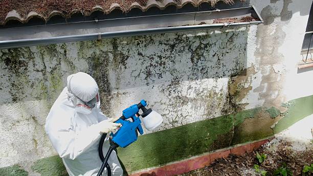 Top rated local Attic Mold Removal specialists in Trenton, MI